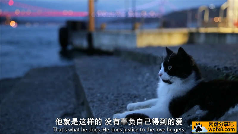 [爱猫之城][2016高分纪录片][HD1080P][国土双语.中字]